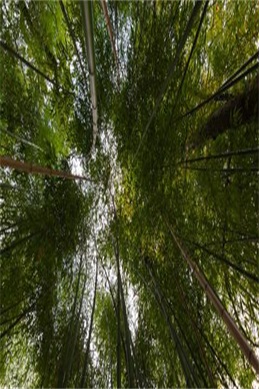 出租车图片-哪里可以找到高清又合法的出租车图片